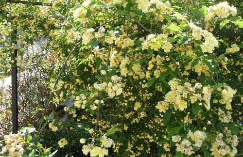 Le Mille Fleurs - Foto 29