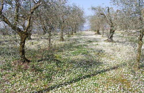 Casa Verdi Colli - Foto 27
