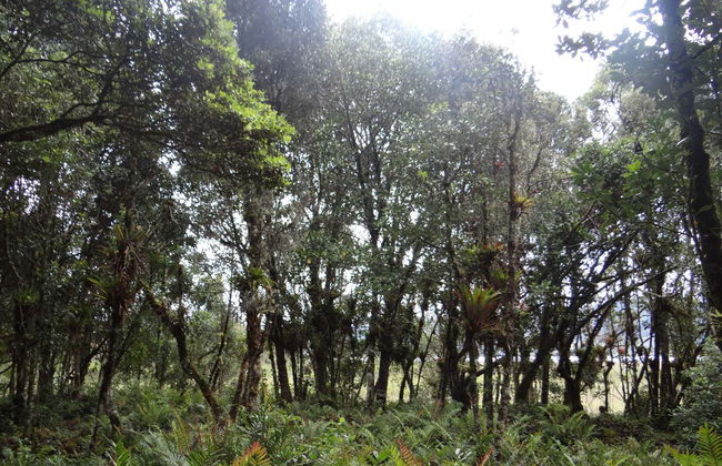 Excursión a la laguna de La Cocha - Foto 4
