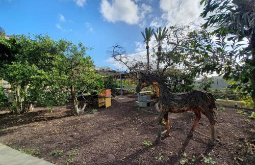 Finca Oasis Holidays & Health - Apartamentos con Rooftop Terrace - Foto 53