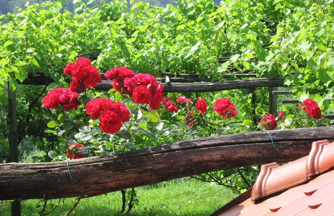 Holiday House Carovina - Foto 7