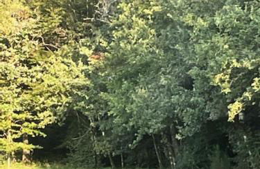 Gîte de France L'oustal 3 épis - Gîte de France 6 personnes MAE-6574 - Foto 21