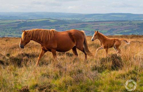 Wisteria Cottages are self catering cottages in a beautiful village location - Foto 27