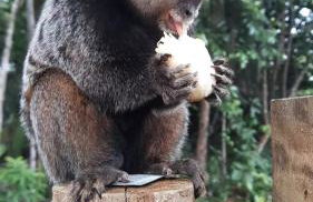 Estudio Lirios seu cantinho ecológico na natureza - Foto 30