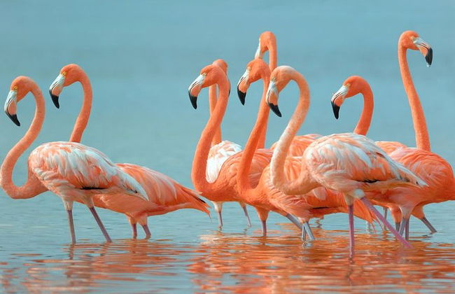 Paradiesische Tour: Las Coloradas Pink Lake und Rio Lagartos inklusive Mittagessen. - Foto 7