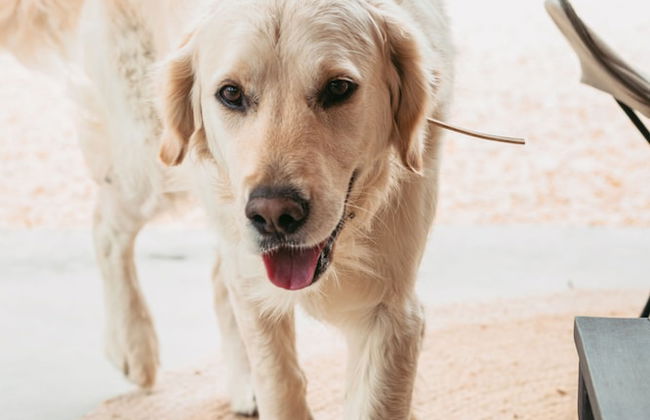 IUTA Glamping & Farm - Foto 58