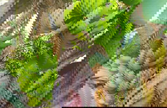 Beautiful 1-bed Apartment in Saint George's - Foto 17