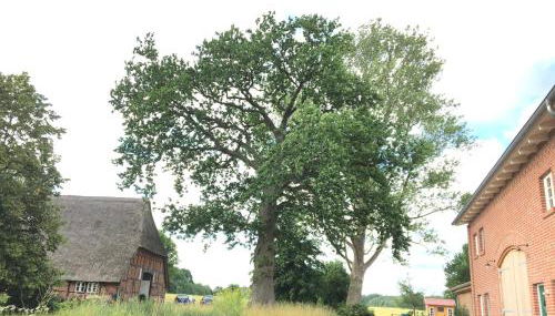 Ländliches HideAway zwischen Hamburg und Lübeck - Foto 4