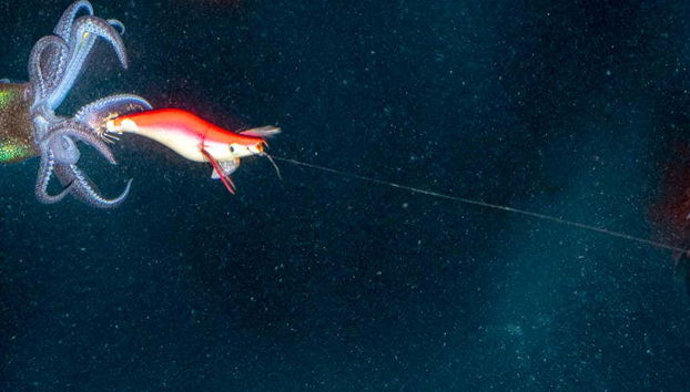 Pesca serale a Dhiffushi