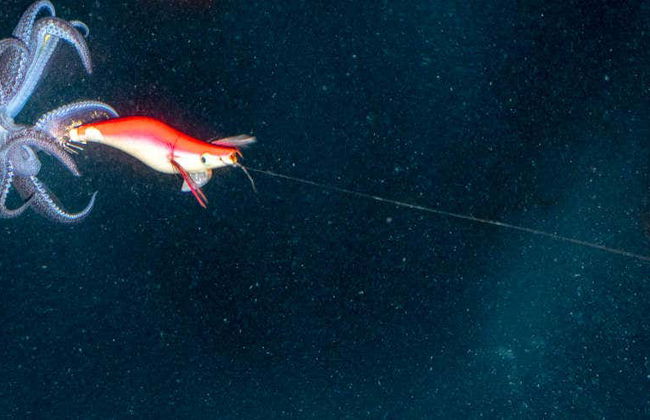 Pesca serale a Dhiffushi - Foto 4