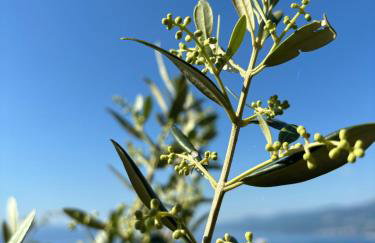 Va Kastav - Photo 55