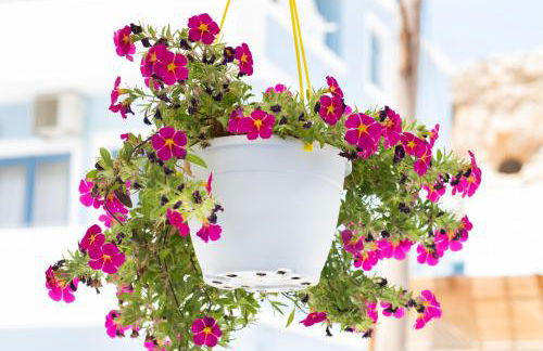 Captain Elias Studios 2 - Foto 18