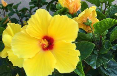 Casa Aconchegante Brisa do Mar - Praia do Foguete - Cabo Frio - Foto 9