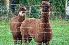 Ferienwohnung Sonnenhof - Foto 67