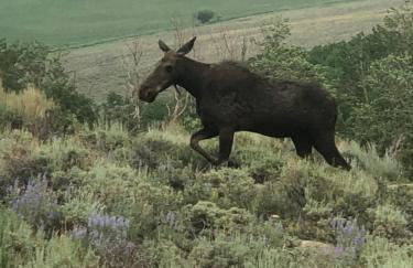 Red-tail Roundhouse at 22 West Cabins and Recreation - Foto 67