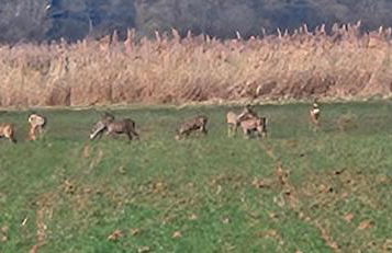 Ferienwohnung Jasmin - Foto 24