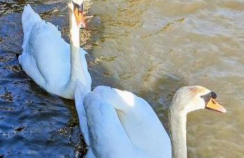 Riverbank Lodge - Foto 17