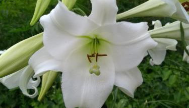 Aldeia Pé da Serra Cabana Natureza - Foto 2