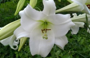 Aldeia Pé da Serra Cabana Natureza - Foto 2