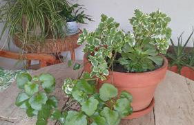 Casa Rural en San Carlos del Valle- Doña Gumersinda - Foto 73