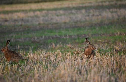 Ferienhaus Brudersdorf - Foto 34