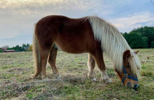 Blick ins Grüne- Premium-FeWo - Foto 32