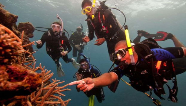 Scuba Diving for Beginners - Foto 4
