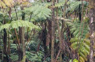 Hale Ho'okipa - Foto 52