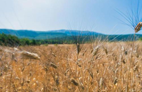 Domaine familial la marjoline - Photo 30