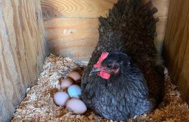 La Bella Vista Estate - Foto 24