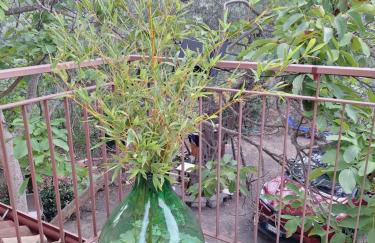 Casa Vacanze Geppy e Minù Gole Alcantara - Foto 12