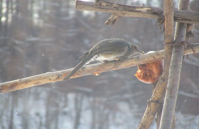 The Sanfurano - Foto 70