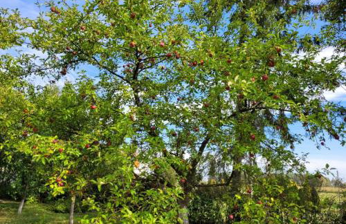 Agroturystyka Nowe Polaszki 10 - Foto 34