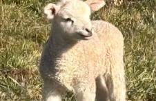 Spacious Cottage - Sleeps 4 - in the Black Mountains - Photo 16