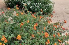 Trullo Totoli Gallipoli Salento - Foto 29