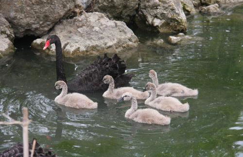 Domaine du Bas Chalus - Foto 16