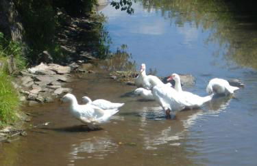 Ferienwohnungen Finke - Foto 40