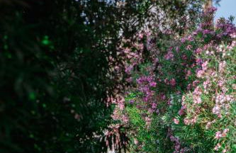 Ktima Papaoikonomou 2 - Foto 70