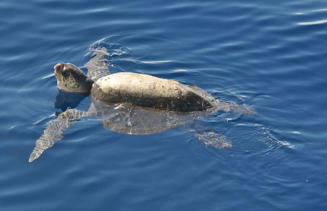 Espiritu Santo Island Boat Tour - Foto 6