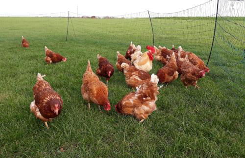 Ferienhof Arold - Photo 15