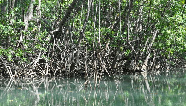 Mangroves de l'île de Damas