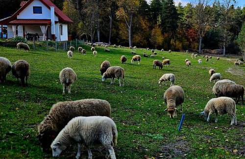 Agroturystyka Stara Huta - Domek Boho - Foto 8