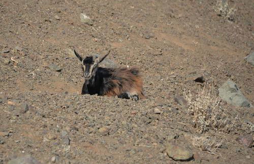 The fig tree house - Foto 46