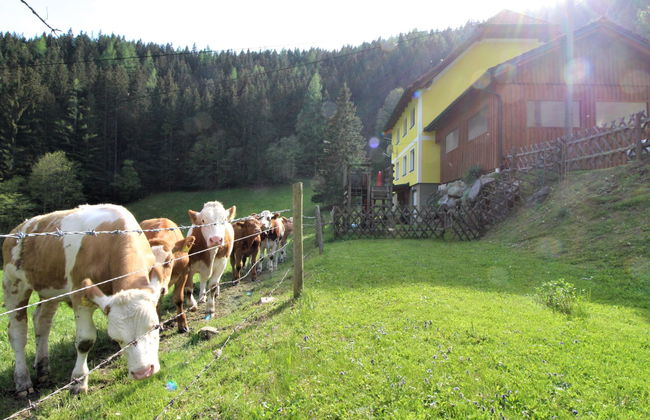 Krechen Alm - Foto 7