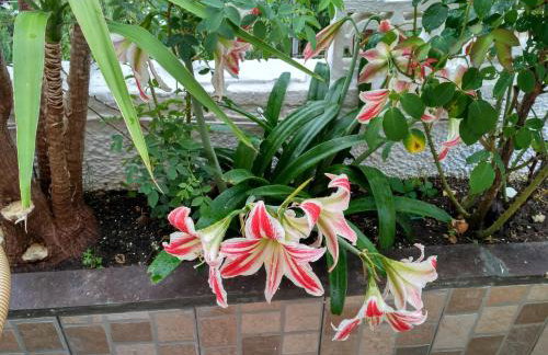 9 Musses ROOMS - Foto 40