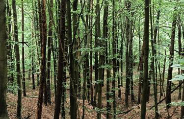 Domki na polance - Foto 21