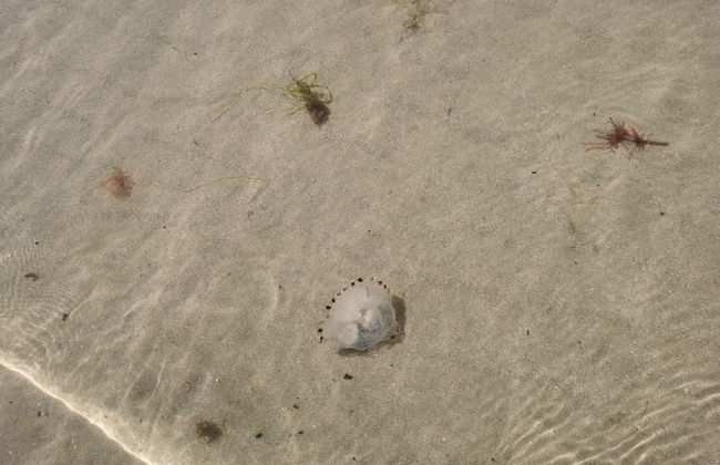 Sea and Mountain View Sunbeach Holiday Snowdonia - Foto 19