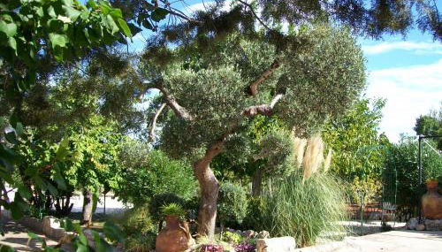 Agriturismo I Trulli di Zio Dino - Foto 3