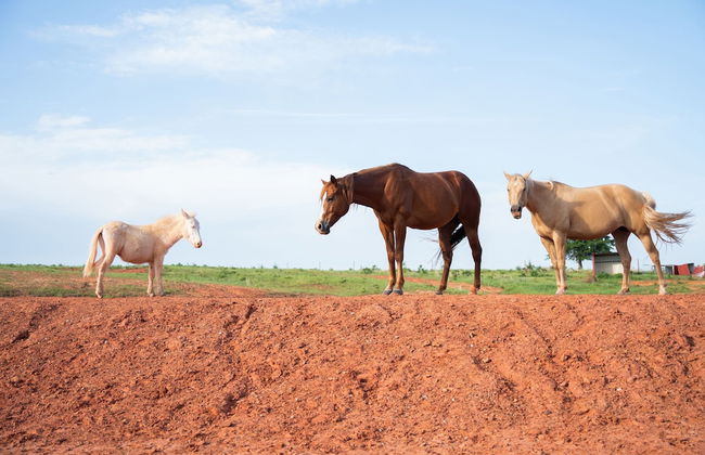 Peaceful Luxurious Ranch Family Reunion - Photo 60