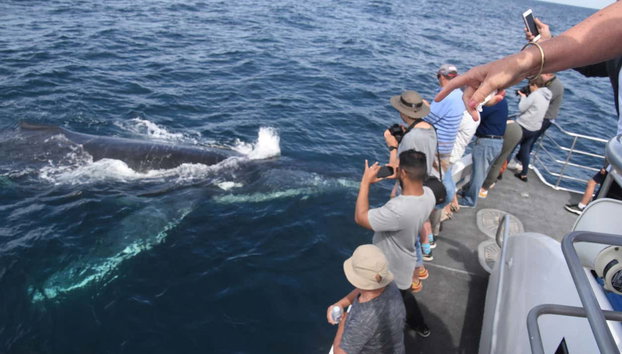 Whale Watching in Jervis Bay - Photo 3, Views from the boat